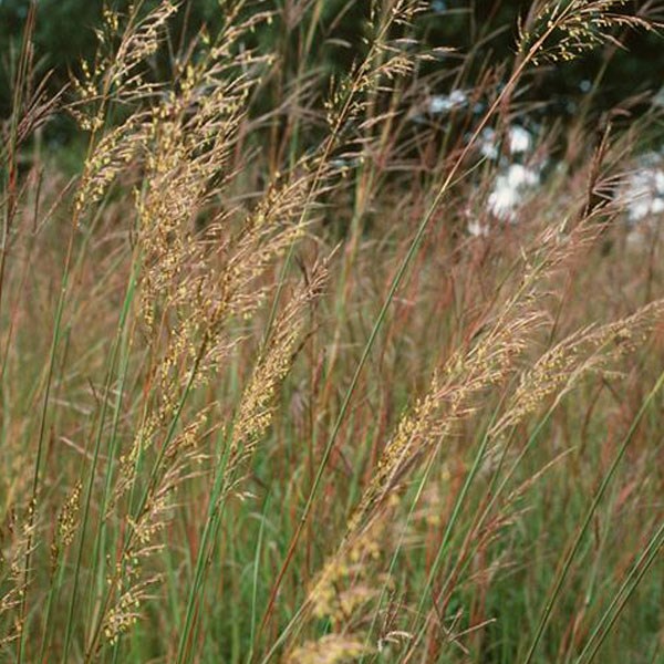 Arborix - 6 x herbe des indiens - sorghastrum nutans  - godet 9x9 cm