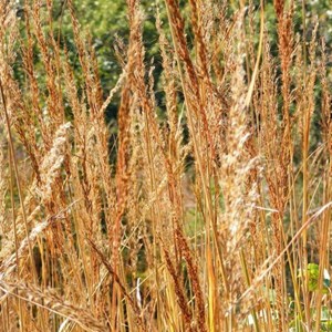 6 x herbe des indiens - sorghastrum nutans  - godet 9x9 cm