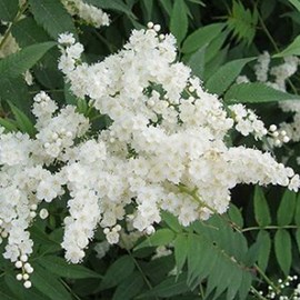 2 x sorbaria sorbifolia - 40-60 cm pot