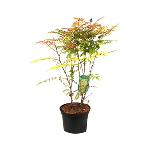 2 x sorbaria sorbifolia 'sem' - 30-40 cm pot