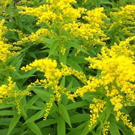 Verge d'or  - solidago 'strahlenkrone'  - godet 9x9 cm