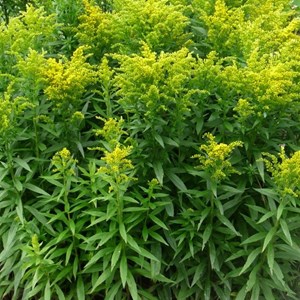 Verge d'or  - solidago 'strahlenkrone'  - godet 9x9 cm