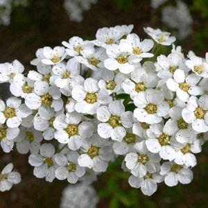 2 x spirée  - spiraea cinerea 'grefsheim'  - 40-60 cm pot