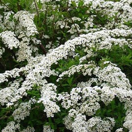 2 x spirée  - spiraea cinerea 'grefsheim'  - 40-60 cm pot