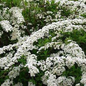 2 x spirée  - spiraea cinerea 'grefsheim'  - 40-60 cm pot