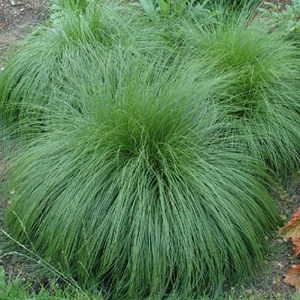 Sporobolus heterolepis - godet 9x9 cm