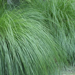 Sporobolus heterolepis - godet 9x9 cm