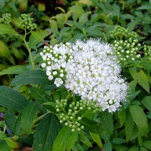 2 x spirée japonaise  - spiraea japonica 'albiflora'  - 20-25 cm pot