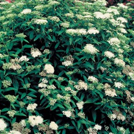 2 x spirée japonaise  - spiraea japonica 'albiflora'  - 25-30 cm pot