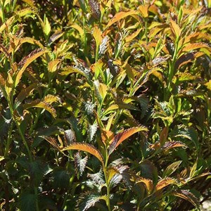 2 x spirée japonaise  - spiraea japonica 'crispa'  - 25-30 cm pot