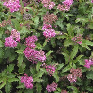 2 x spirée japonaise  - spiraea japonica 'crispa'  - 25-30 cm pot