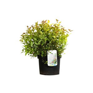 2 x spirée japonaise  - spiraea japonica 'firelight'  - 25-30 cm pot