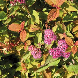 2 x spirée japonaise  - spiraea japonica 'firelight'  - 25-30 cm pot