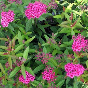 2 x spirée japonaise  - spiraea japonica 'froebelii'  - 25-30 cm pot