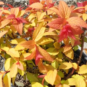 2 x spirée japonaise  - spiraea japonica 'goldflame'  - 20-25 cm pot