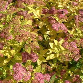 Spirée japonaise  - spiraea japonica 'goldflame'  - 40-50 cm pot