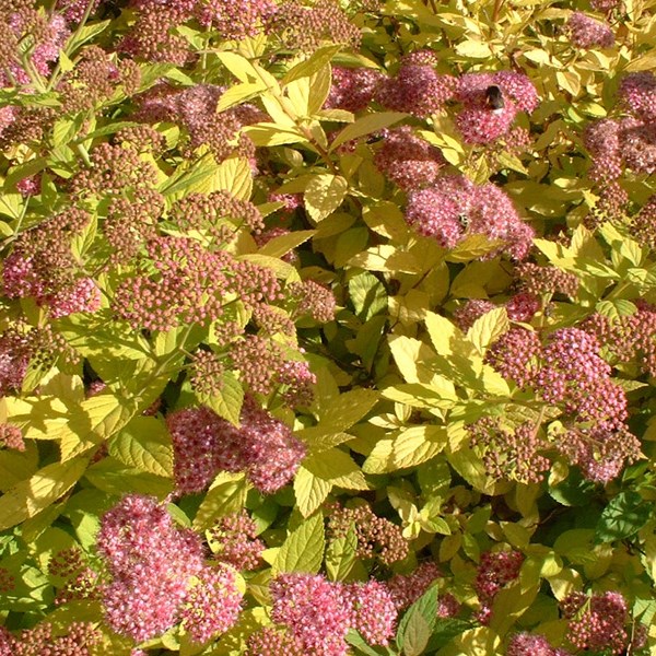 Spirée japonaise - spiraea japonica 'goldflame' - 40-50 cm pot