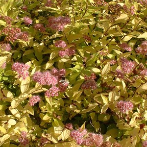 2 x spirée japonaise  - spiraea japonica 'goldmound'  - 25-30 cm pot
