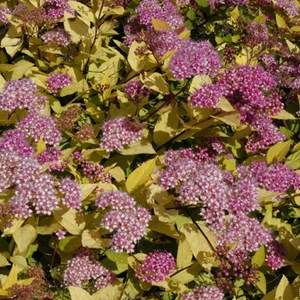 2 x spirée japonaise  - spiraea japonica 'golden princess'  - 20-25 cm pot