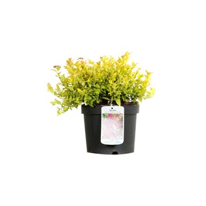 2 x spirée japonaise  - spiraea japonica 'golden princess'  - 25-30 cm pot