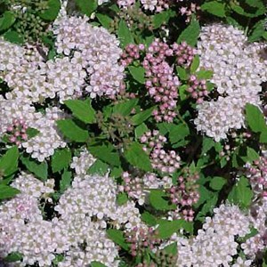 Spirée japonaise  - spiraea japonica 'little princess'  - 40-50 cm pot