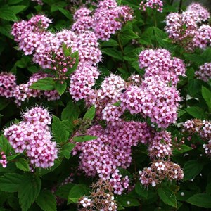 Spirée japonaise  - spiraea japonica 'little princess'  - 40-50 cm pot
