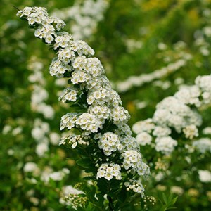 Spirée du japon  - spiraea nipponica 'snowmound'  - 50-60 cm pot