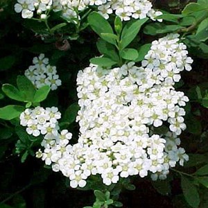 Spirée du japon  - spiraea nipponica 'snowmound'  - 50-60 cm pot
