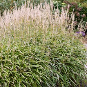 Spodiopogon sibiricus - godet 9x9 cm