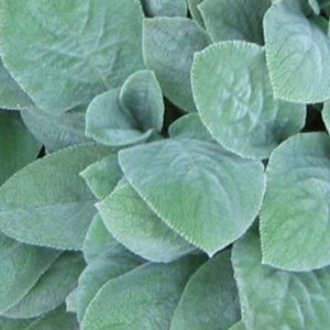 Oreille de lapin  - stachys byzantina 'cotton ball'  - godet 9x9 cm