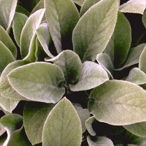 6 x oreille de lapin  - stachys byzantina 'cotton ball'  - godet 9x9 cm