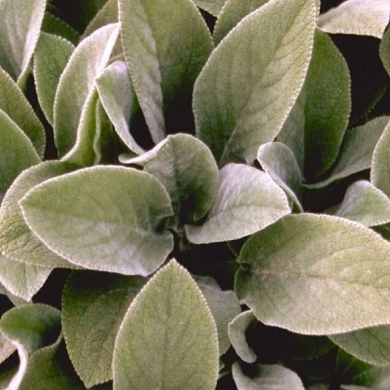 Oreille de lapin - stachys byzantina 'cotton ball' - godet 9x9 cm