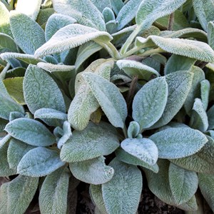 Oreille de lapin  - stachys byzantina 'silver carpet'  - godet 9x9 cm