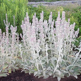 6 x oreille de lapin - stachys byzantina  - godet 9x9 cm