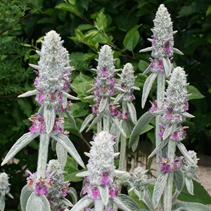 6 x oreille de lapin - stachys byzantina  - godet 9x9 cm