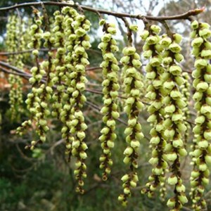 Stachyurus chinensis 'celina' - 40-50 cm pot
