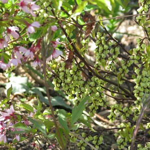 Stachyurus chinensis 'celina' - 40-50 cm pot
