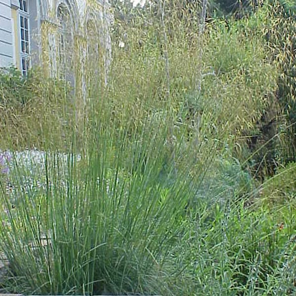 6 x stipe géante - stipa gigantea - godet 9x9 cm