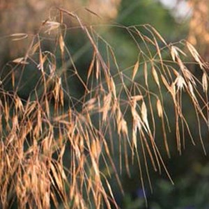 6 x stipe géante - stipa gigantea  - godet 9x9 cm