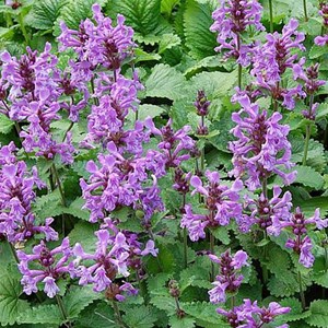6 x épiaire de byzance - stachys grandiflora 'superba'  - godet 9x9 cm