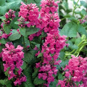 6 x épiaire de byzance - stachys grandiflora 'superba'  - godet 9x9 cm