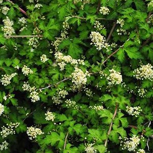 2 x stephanandra incisa 'crispa' - godet 9x9 cm