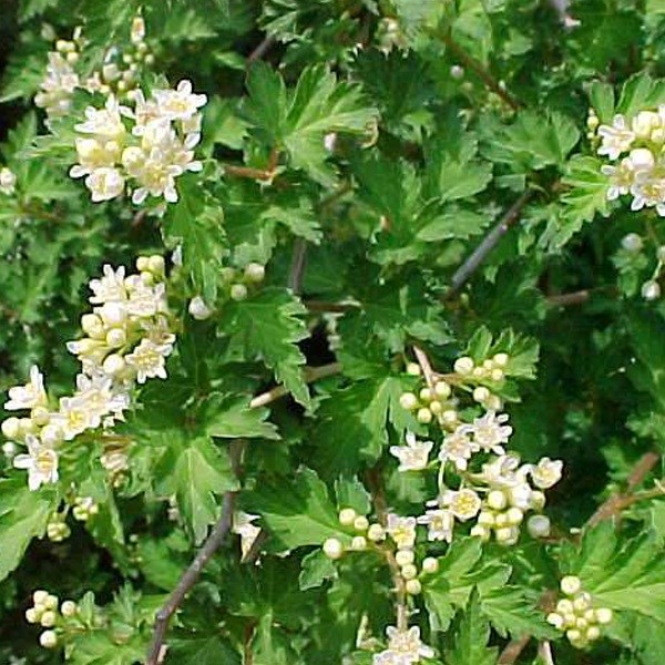 Arborix - 6 x stephanandra incisa 'crispa' - godet 9x9 cm