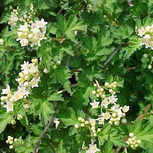 2 x stephanandra incisa 'crispa' - 30-40 cm pot