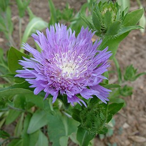 Stokesia laevis - godet 9x9 cm