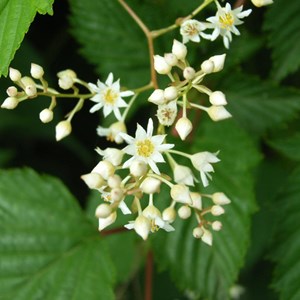 2 x stephanandra tanakae - 30-40 cm pot