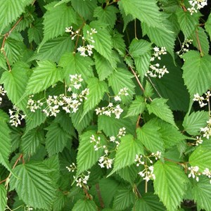 2 x stephanandra tanakae - 30-40 cm pot