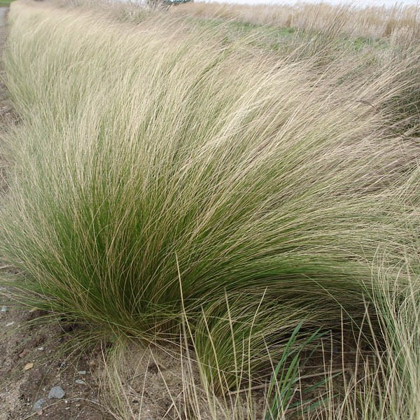 Arborix - 6 x cheveux d'anges - stipa tenuifolia  - godet 9x9 cm