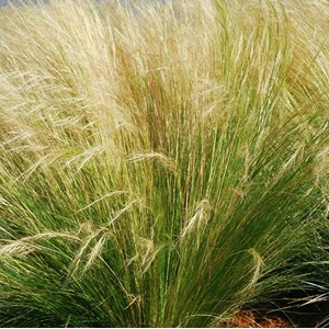 6 x cheveux d'anges - stipa tenuifolia  - godet 9x9 cm