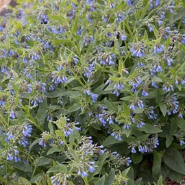 6 x consoude bleue - symphytum azureum  - godet 9x9 cm